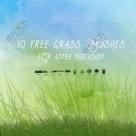 10个免费的绿色小草青草草坪Photoshop笔刷下载