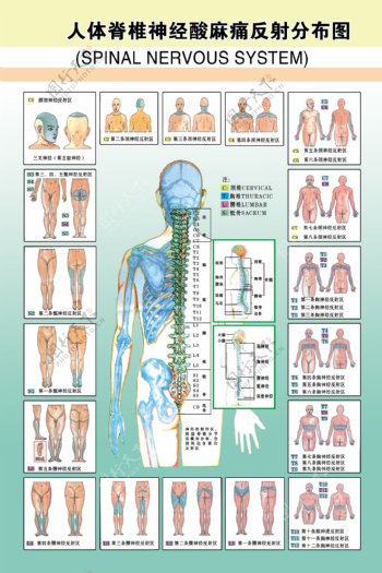 人体脊椎神经酸麻痛反射分布图