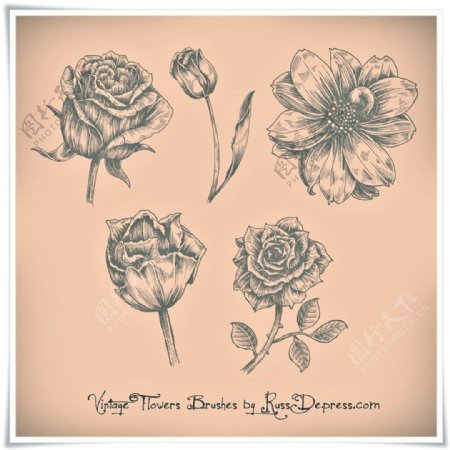 漂亮的手绘玫瑰花鲜花花朵图案PS花朵笔刷