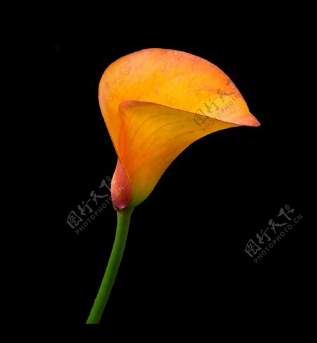 位图植物摄影写实花卉花朵马蹄莲免费素材