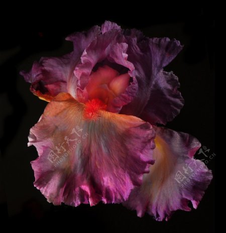 位图植物摄影写实花卉花朵鸢尾免费素材