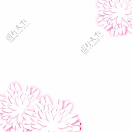 粉白色花朵