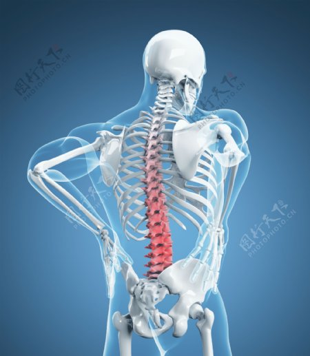 人体脊椎X光透视图图片