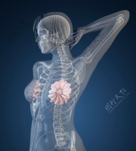 女性上体X光透视图图片