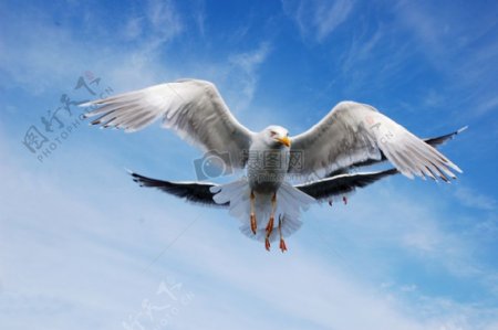 翱翔在空中的海鸥