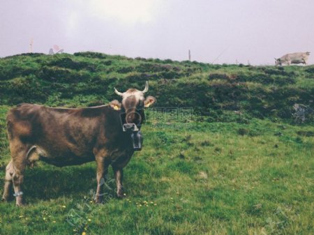 草地上的一头牛