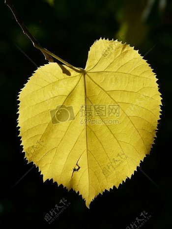 精美的黄色叶子