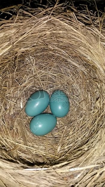 鸟巢里的三颗鸟蛋