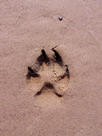 沙滩上的狗爪子