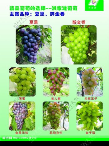 葡萄品种