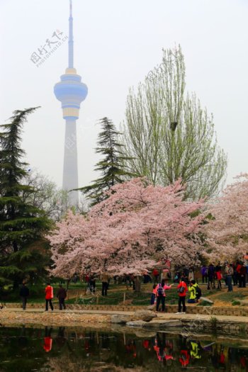 北京玉渊潭公园樱花风景