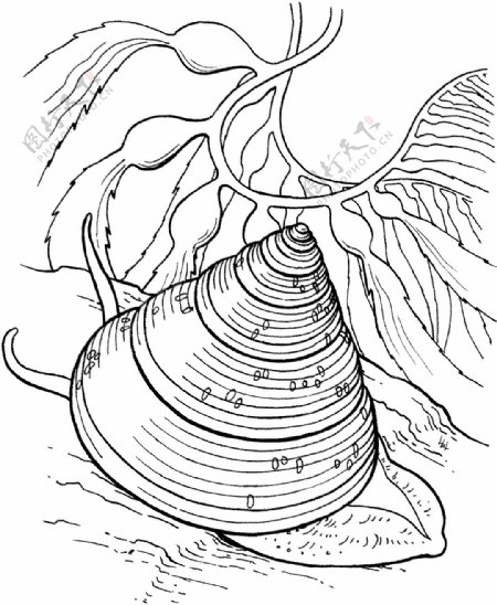 海贝海螺038