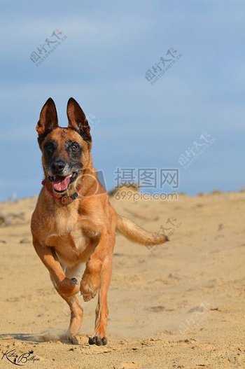 沙滩上快乐奔跑的狗