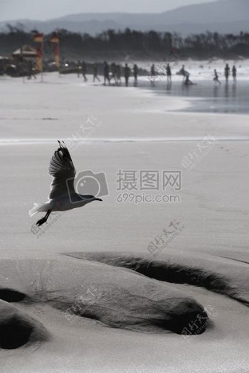 海鸥海滩鸟沙滩海鸥沙自然野生动物摄影水禽