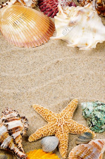 沙子海星海螺背景