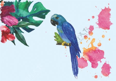 彩色水彩绘鹦鹉插画