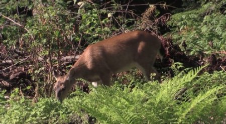 森林里悠闲吃草的小鹿动态实拍视频