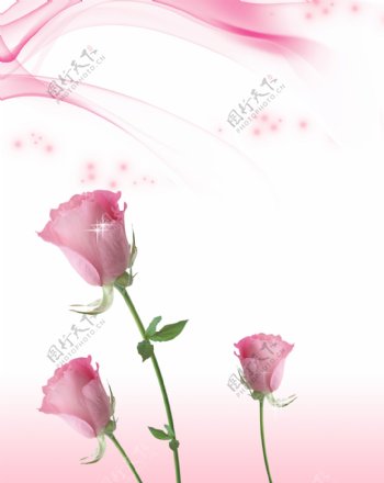 3D简约粉红玫瑰背景墙