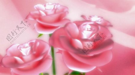 喜庆玫瑰花朵绽放视频素材