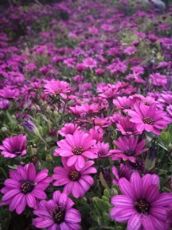紫红色小花簇