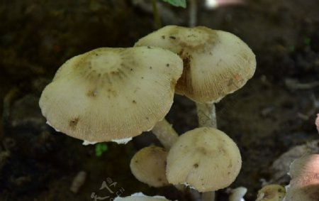 大小蘑菇群