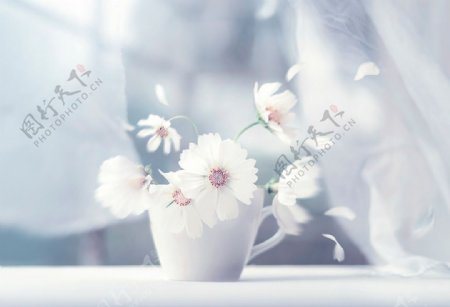 白色的花儿盆景