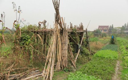 茅草屋小屋