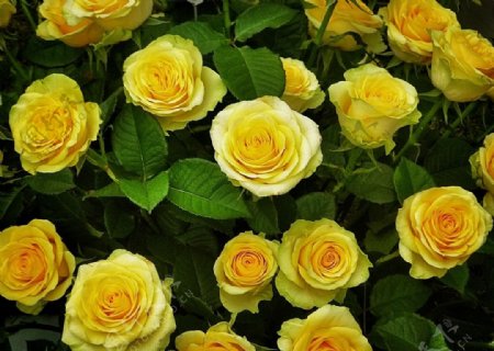 唯美黄玫瑰鲜花素材