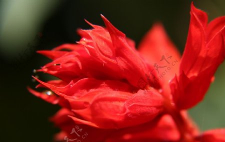 惊艳红色花