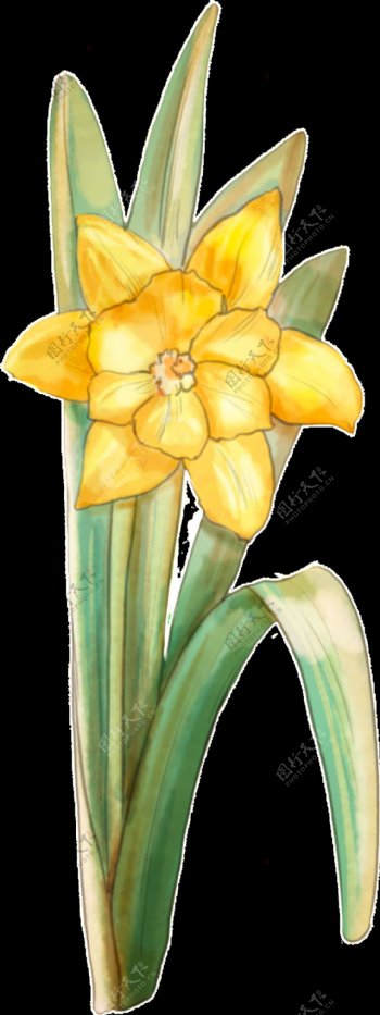 黄色鲜花植物透明装饰图案