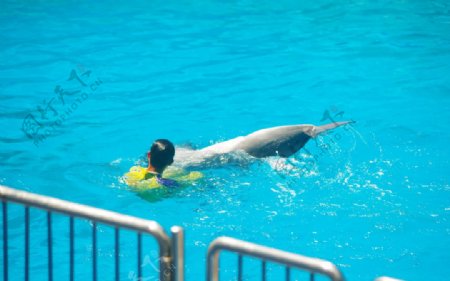 海豚表演海豚沉底