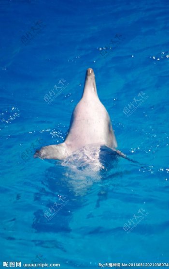 糙齿海豚海豚表演