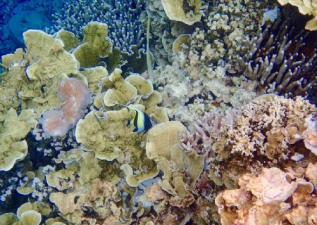 珊瑚热带鱼