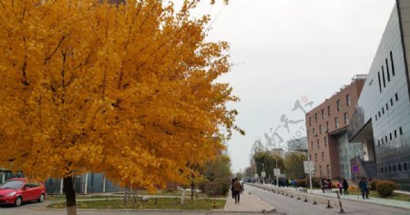 秋天路边枫树的黄叶