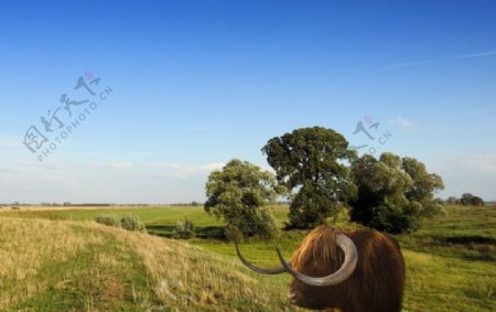 苏格兰高原牦牛