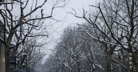 雪中行道树