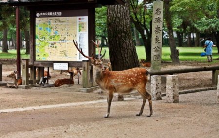 日本奈良小鹿