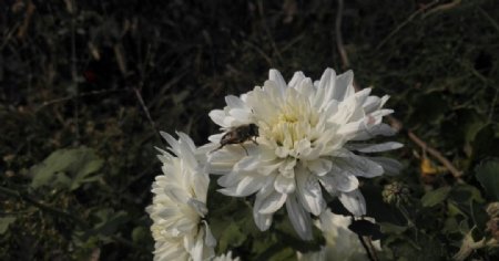 辛勤采花的蜜蜂