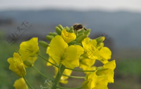 油菜花与蜜蜂