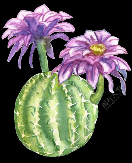 紫色水彩手绘仙人球花朵透明素