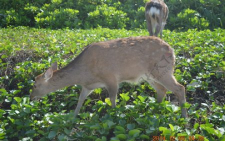 蜈支洲岛上的鹿