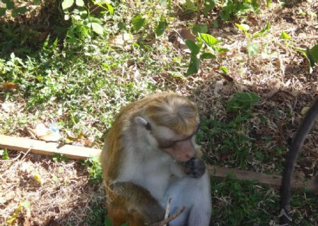 斯里兰卡猴子