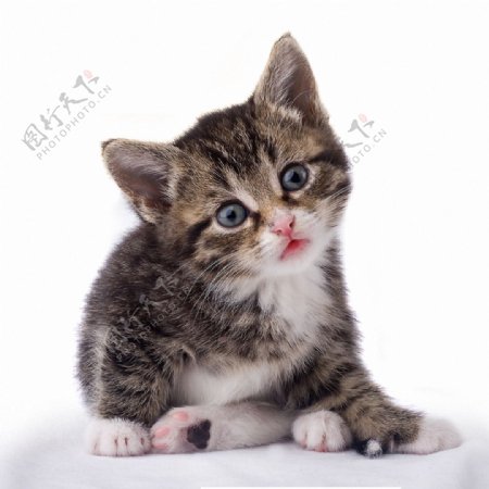 可爱大眼睛小猫免抠png透明素材