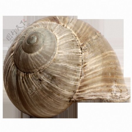 褐色圆形海螺免抠png透明素材
