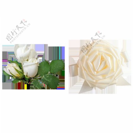 两朵白玫瑰免抠png透明图层素材