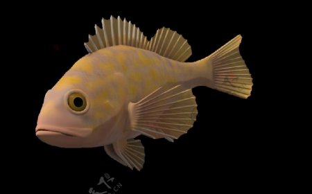 褐色的鱼三维图免抠png透明素材