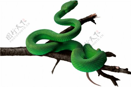 树枝上的绿色毒蛇免抠png透明素材