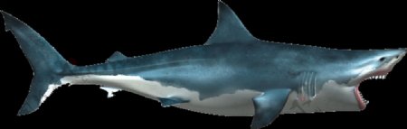 蓝灰色鲨鱼免抠png透明素材