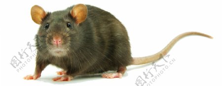 可爱的老鼠免抠png透明素材