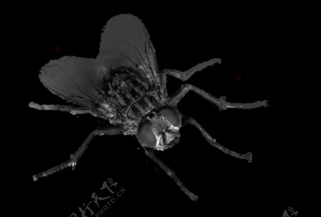 黑色苍蝇图片免抠png透明素材